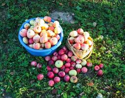 vermelho maçãs dentro verão jardim foto