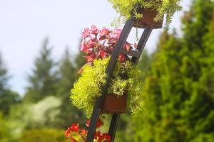 em vaso flores suspensão ao ar livre. lado de fora decoração. foto