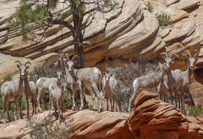 bighorns em a Beira foto