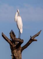 gigante garças às Chincoteague foto