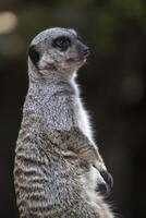 meerkat los angeles jardim zoológico foto