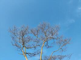 baixo ângulo Visão do nu árvore contra azul céu foto