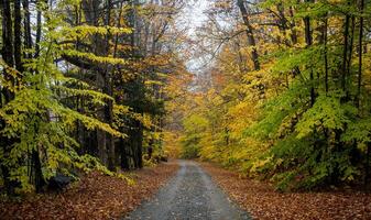 Novo Hampshire outono cores foto