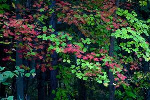 bordo folhas outono foto