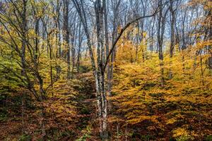 Novo Hampshire outono cores foto
