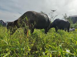 búfalo depois de uma lama banho foto