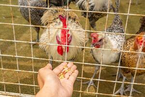 homem alimentando animal grupos frango Gallus domesticus em a nacional fazenda.o foto é adequado para usar para Fazenda poster e animal conteúdo meios de comunicação.