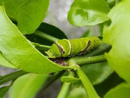 Visão do lagarta comendo uma folha foto