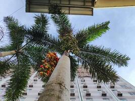 baixo ângulo Visão do Palma plantas em pé alta contra azul céu foto