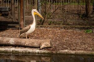 pelicano em pé em uma registro dentro uma jardim zoológico foto