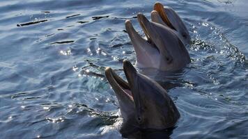 jovem curioso nariz de garrafa golfinho sorrisos, brincalhão comum tursiops truncatus fechar-se natação embaixo da agua. pulando Fora do água foto