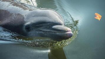 jovem curioso nariz de garrafa golfinho sorrisos, brincalhão comum tursiops truncatus fechar-se natação embaixo da agua. pulando Fora do água foto