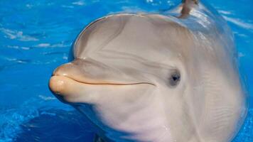 jovem curioso nariz de garrafa golfinho sorrisos, brincalhão comum tursiops truncatus fechar-se natação embaixo da agua. pulando Fora do água foto