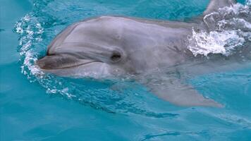 jovem curioso nariz de garrafa golfinho sorrisos, brincalhão comum tursiops truncatus fechar-se natação embaixo da agua. pulando Fora do água foto