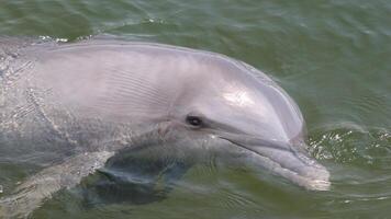 jovem curioso nariz de garrafa golfinho sorrisos, brincalhão comum tursiops truncatus fechar-se natação embaixo da agua. pulando Fora do água foto