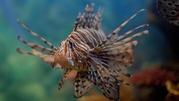 peixe-Leão ou pteróide, uma lindo predatório leão peixe nada dentro procurar do Comida embaixo da agua foto