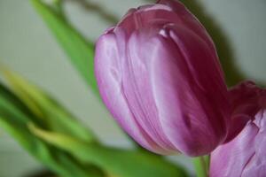 close-up de uma tulipa foto