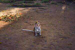 macaco atividade em Relva do vegetação jardim foto