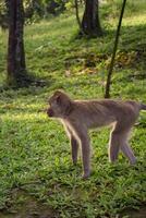 macaco atividade em Relva do vegetação jardim foto