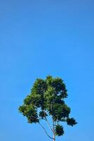 baixo ângulo solteiro árvore e folha em azul céu fundo foto