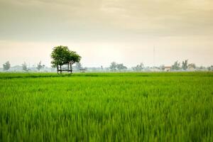 pequeno cabana com grande folha telhado dentro a Centro do arroz campo. beleza cenário dentro natureza Indonésia foto