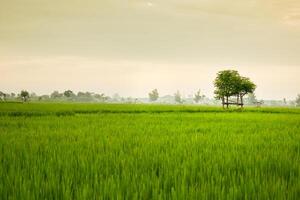 pequeno cabana com grande folha telhado dentro a Centro do arroz campo. beleza cenário dentro natureza Indonésia foto