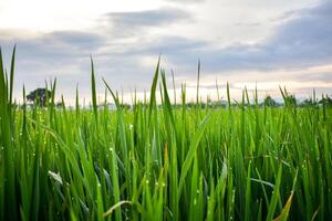 verde arroz plantas dentro arroz campo com nuvens fundo foto