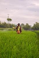 Senior masculino agricultor pulverização pesticidas para arroz plantar em dele arroz campo. cenário indonésio agricultor com beleza natureza foto