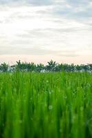 verde arroz plantas dentro arroz campo com nuvens fundo foto