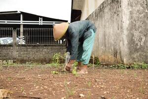 Senior agricultor vestem bambu chapéu plantio Pimenta plantas com madeira bastão em solo foto