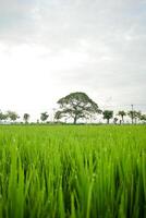 verde arroz dentro arroz campo e grande árvore com nuvens em céu foto
