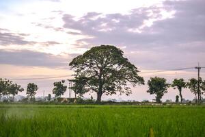 verde arroz dentro arroz campo e grande árvore com nuvens em céu foto