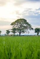 verde arroz dentro arroz campo e grande árvore com nuvens em céu foto