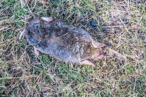 morto toupeira em a terra foto