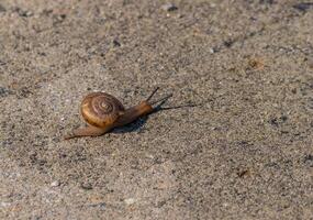 pequeno Caracol com uma ampla Concha foto