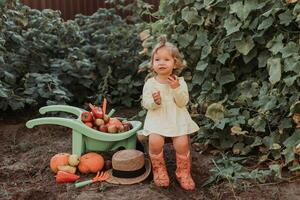 fofa pequeno menina é colheita. jardim carrinho de mão com legumes e frutas. outono conceito foto