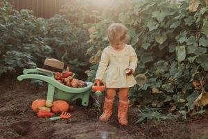 fofa pequeno menina é colheita. jardim carrinho de mão com legumes e frutas. outono conceito foto