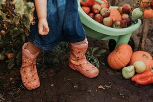 pequeno menina colheita colheita do legumes e frutas e coloca isto dentro jardim carrinho de mão. jovem agricultor foto