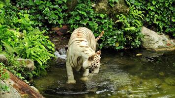 curioso branco tigre dentro a água foto
