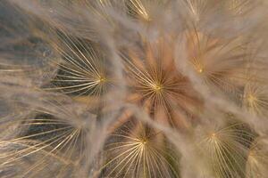 tragopogon pseudomaior. grande dente de leão foto