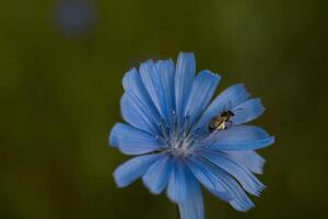 chicória - perene Relva com azul flores ervas remédio foto