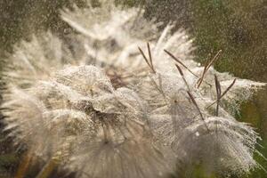 tragopogon pseudomaior. grande dente de leão foto