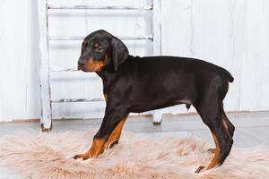 uma doberman cachorro carrinhos em uma pele tapete em uma luz fundo foto