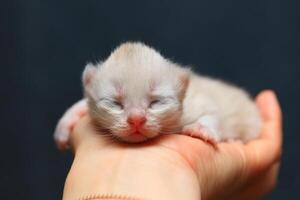 recém-nascido gatinho dormir em a mão foto