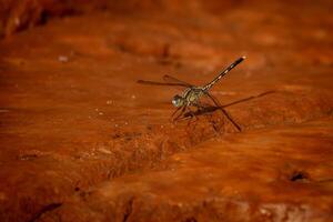 libélulas deserto aterrissagem foto