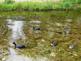 Pato natação em uma lagoa foto