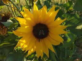 fechar-se amarelo girassol dentro cheio flor em ensolarado verão foto