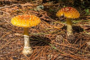 dois ampla laranja boné cogumelos foto