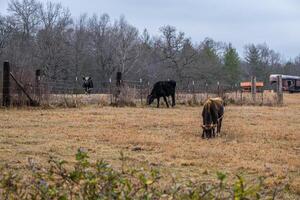 uma variedade do vacas dentro uma campo foto