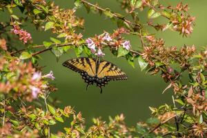 amarelo rabo de andorinha borboleta em florido ramo foto